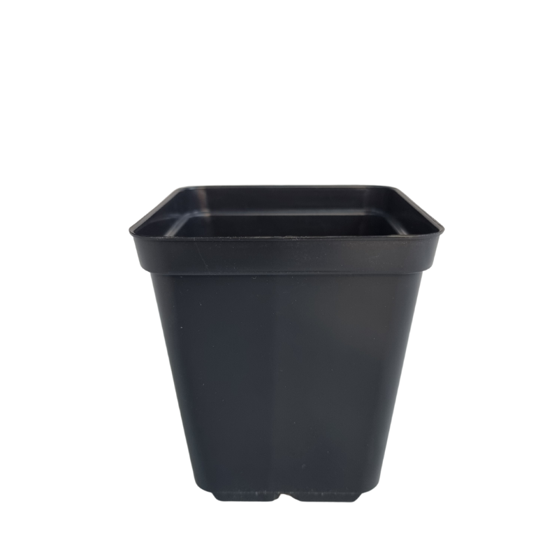 Plastic Square Pot - National Greenhouse