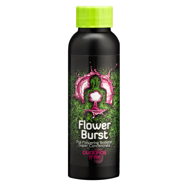 Buddhas Tree Flower Burst - National Hydroponics
